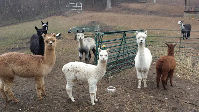 Hidden Gap Farm Alpacas