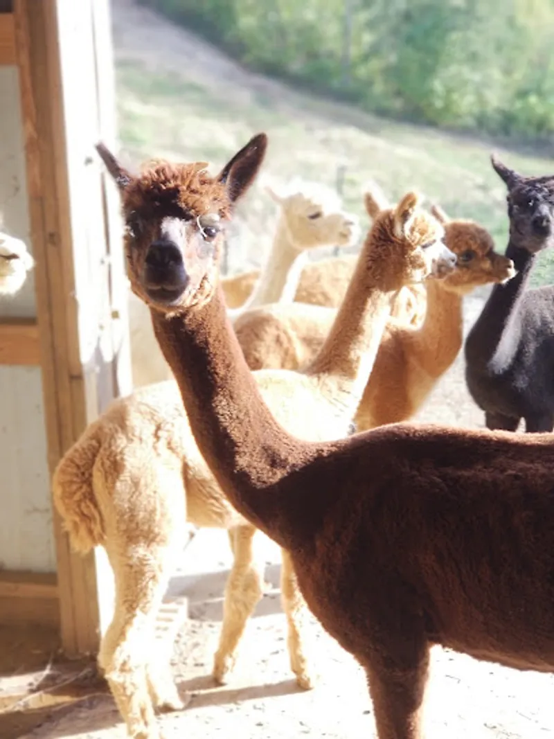 LAST PENNY FARM ALPACAS