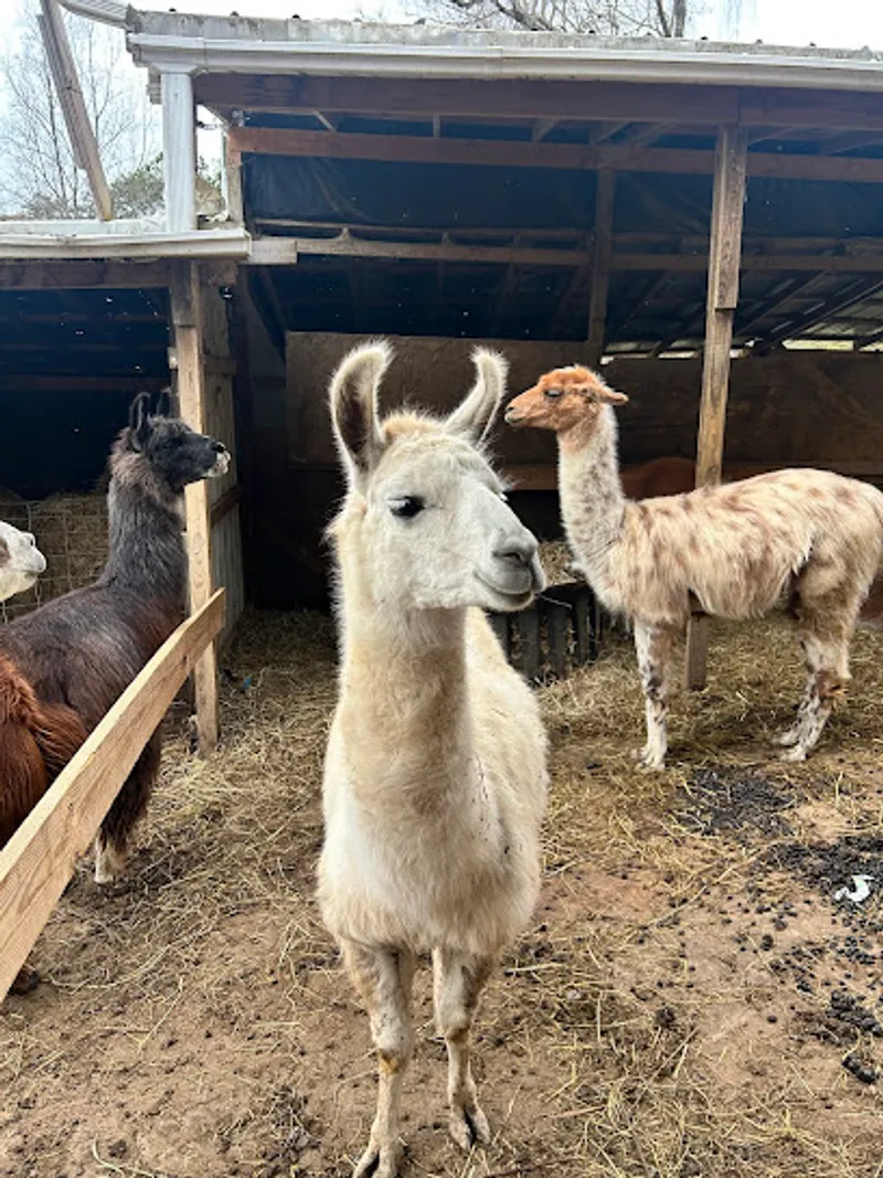 Smoky Mountain Llama Treks