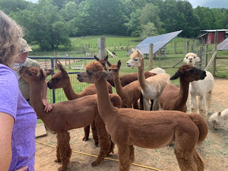 Two Crows Farm Alpacas