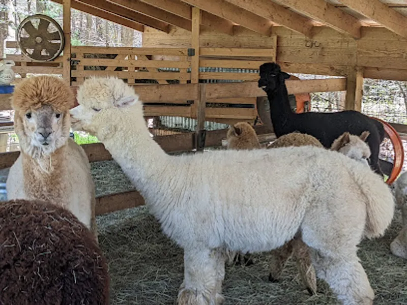 Lasso the Moon Alpaca Farm