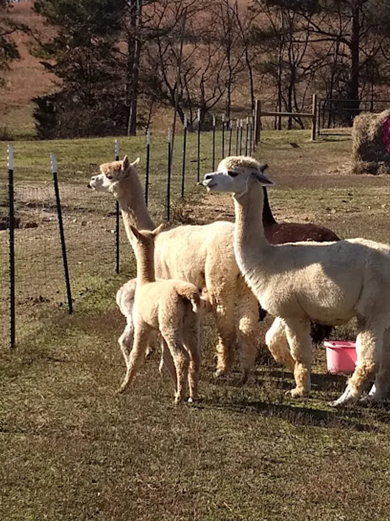TMMA Farms & Sanctuary