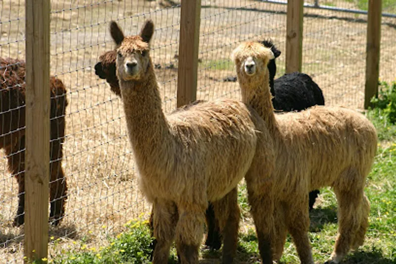 Long Hollow Suri Alpacas