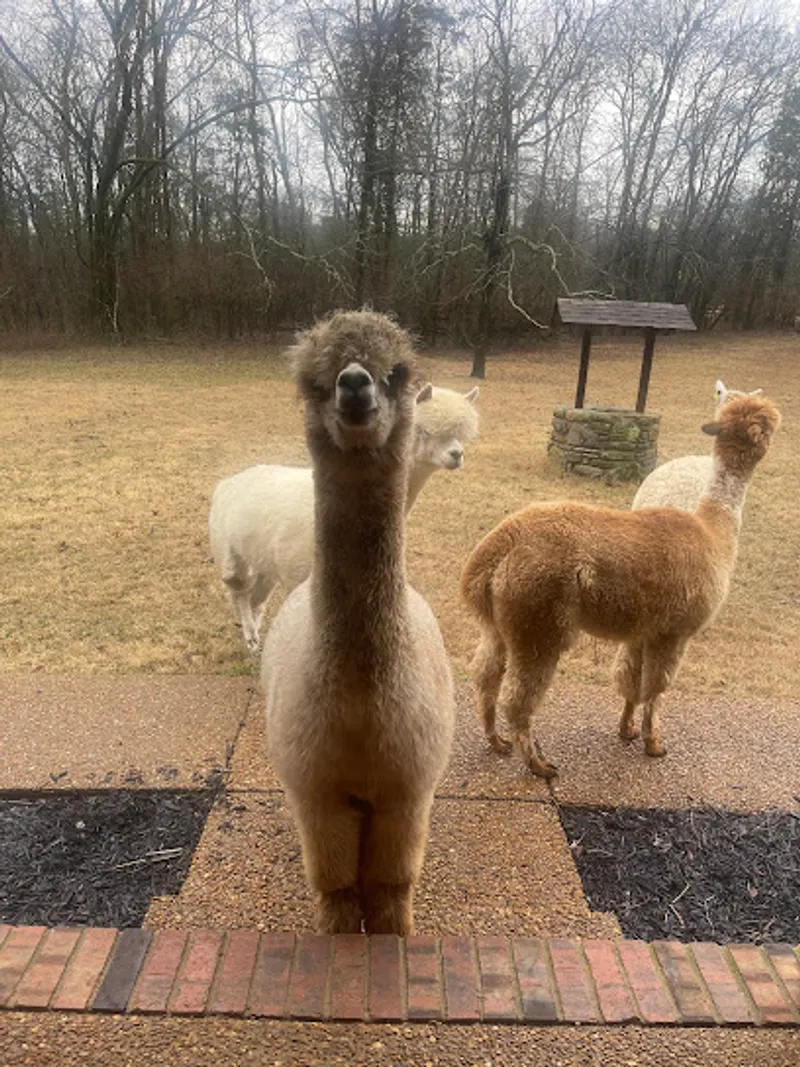 ChewPaca Alpaca Farm