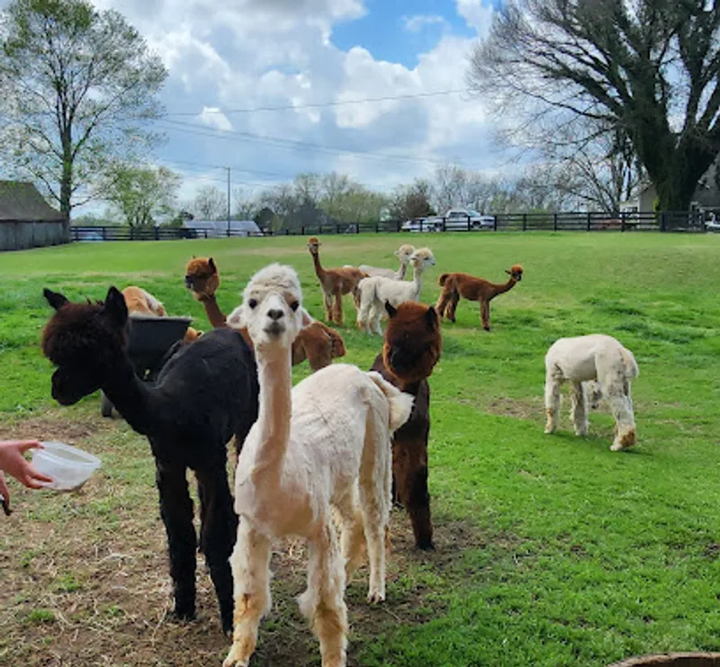 Coleman Valley Alpaca Farm