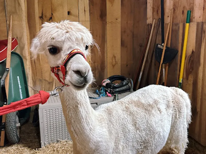Magnolia Acres Alpaca Farm