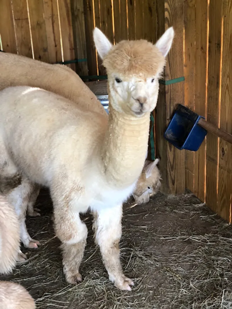 Dixon Creek Farm