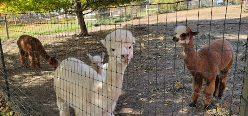 Sundrop Alpacas