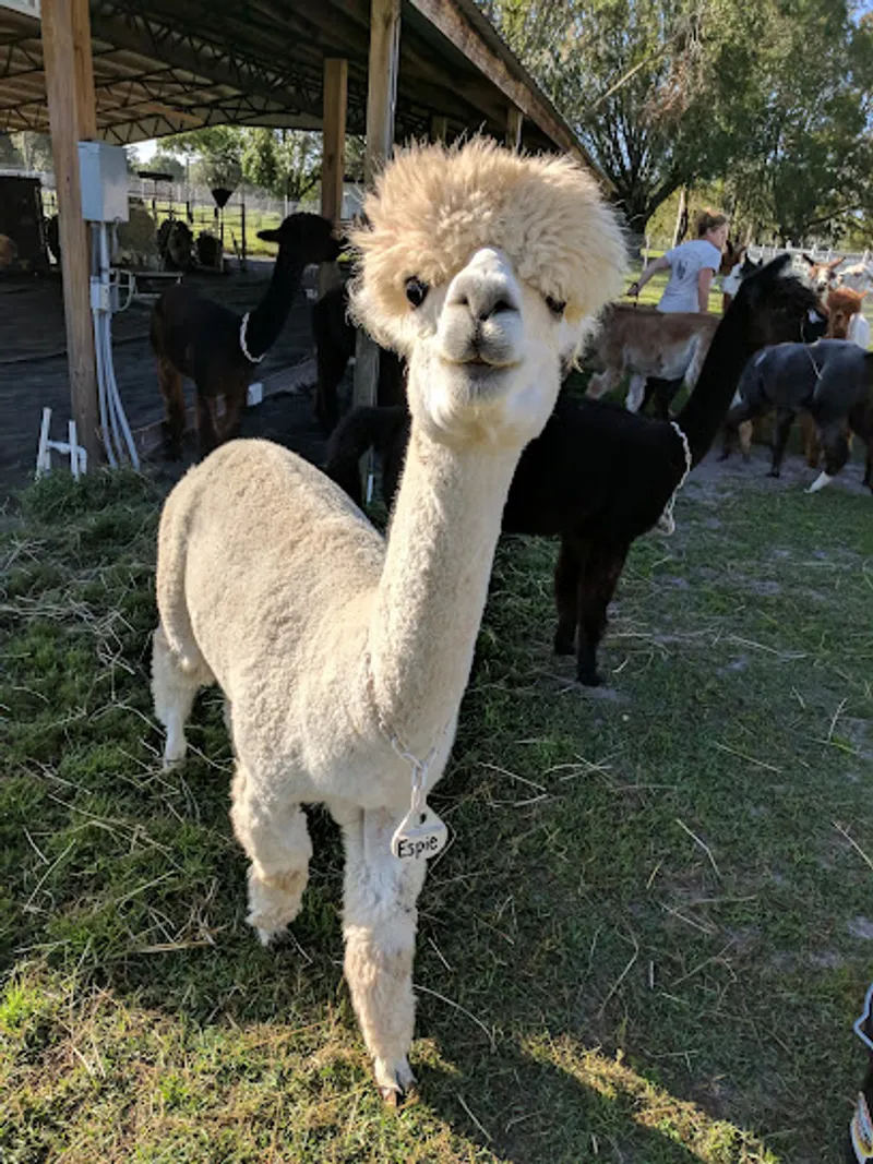 Golden Spirit Alpaca Ranch