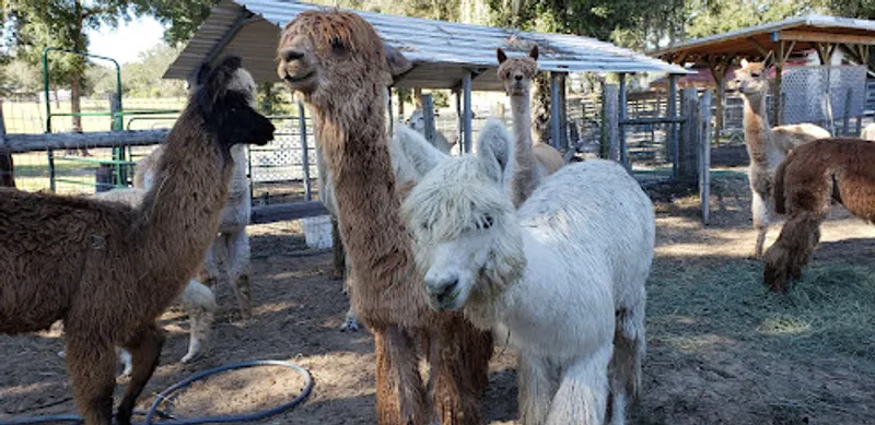 Sweet Blossom Alpacas