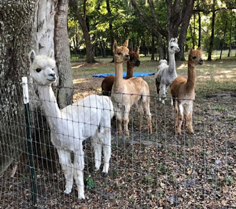 Guardian Angel Alpacas