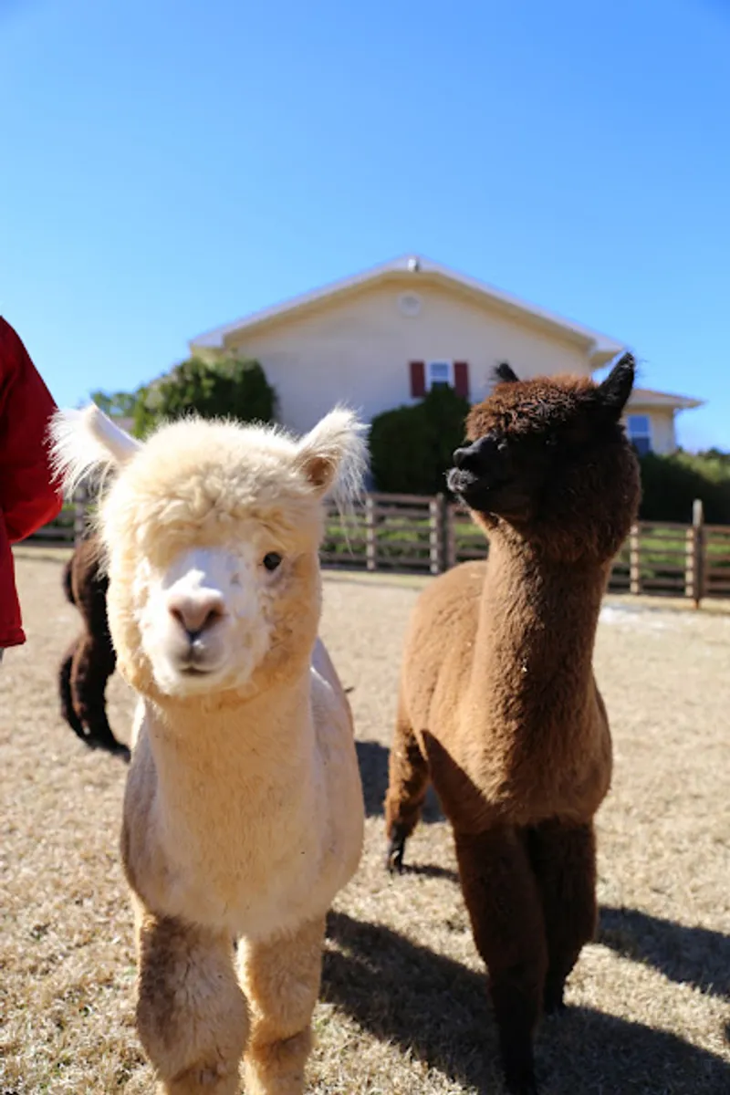Buddy's Alpaca Farm