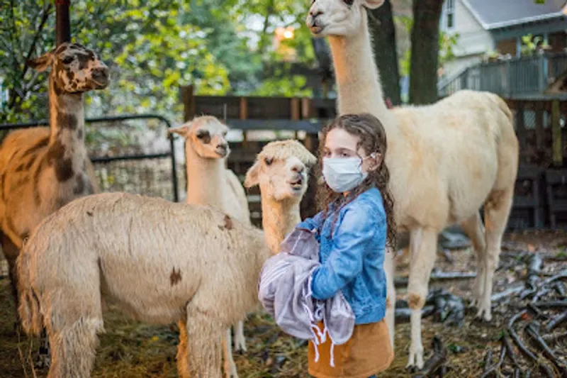 Atlanta Alpaca Treehouse in the Bamboo Forest