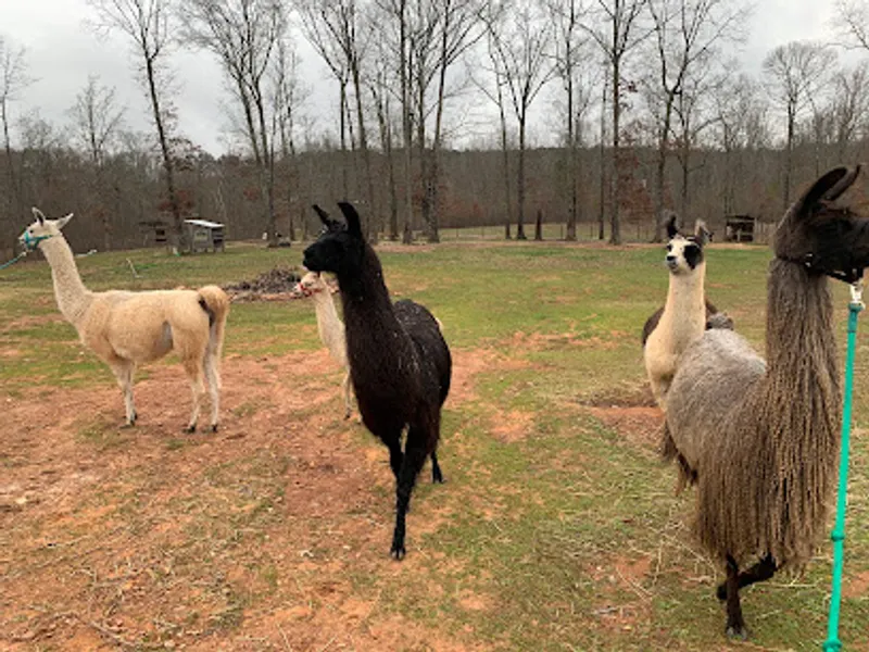 Llamas on the Loose Farm - by appointment only