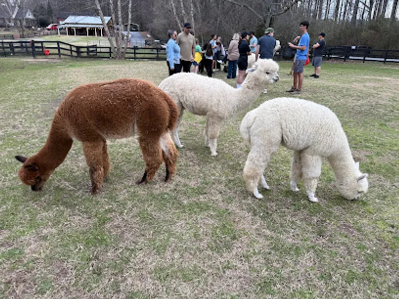 Lost Mountain Alpaca Ranch