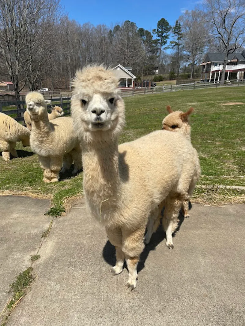 Sugar Valley Alpacas