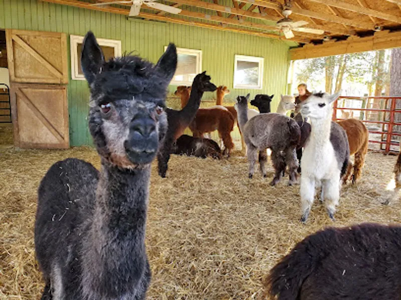 Creekwater Alpaca Farm