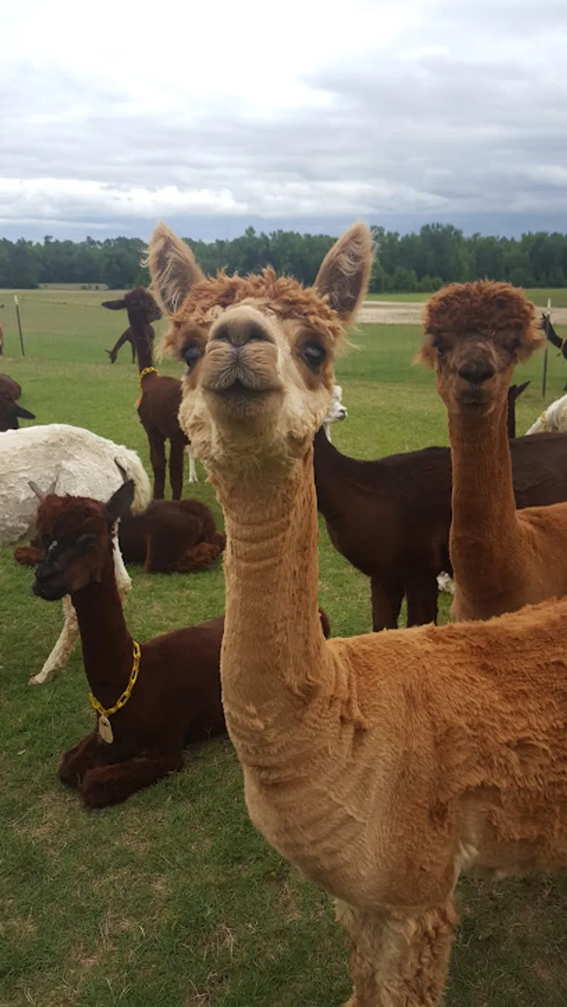 Mays Hill Alpacas