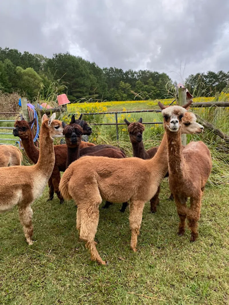 Alpacawaka Barn and Pastures