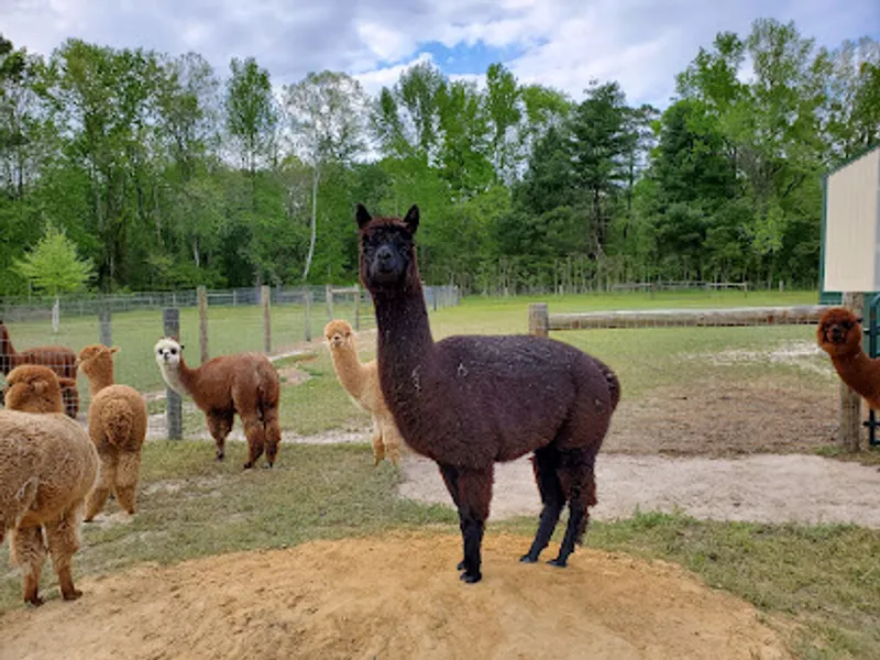 Zuni Tree & Alpaca Farm