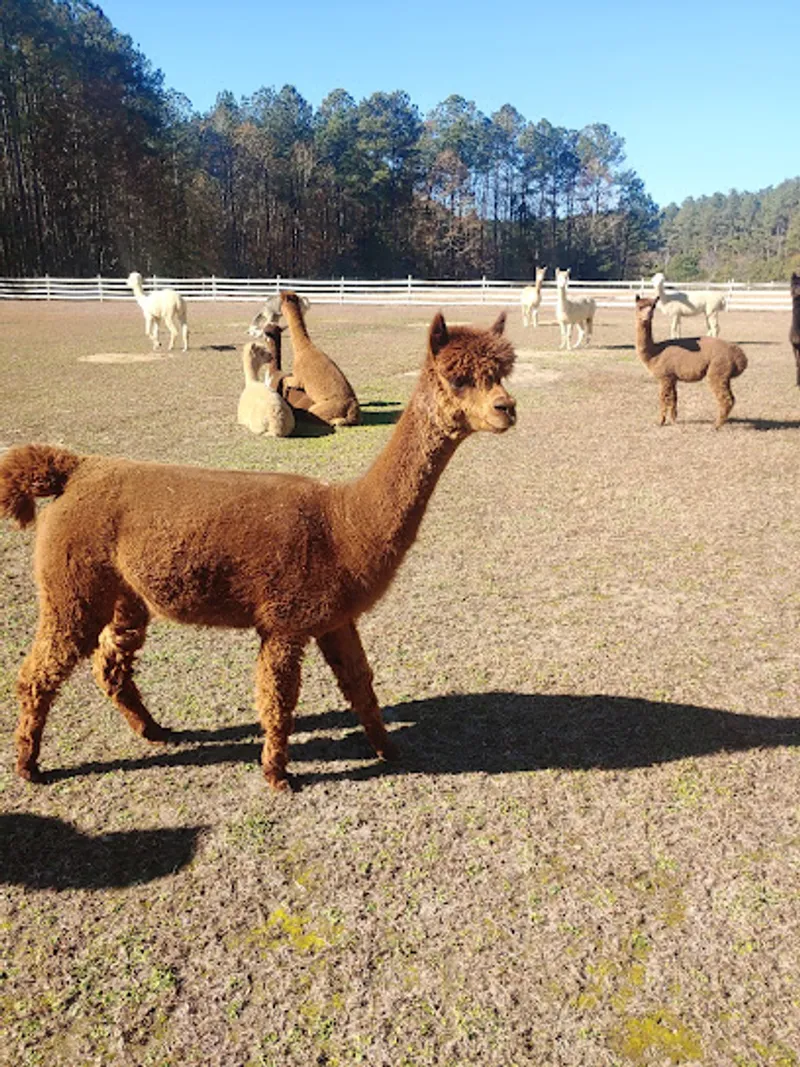 Hummingbird Hill Alpacas