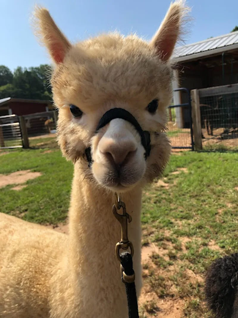 Meadowgate Alpacas