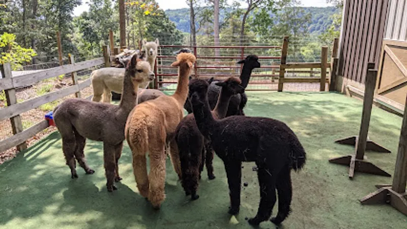 Point of View Alpacas