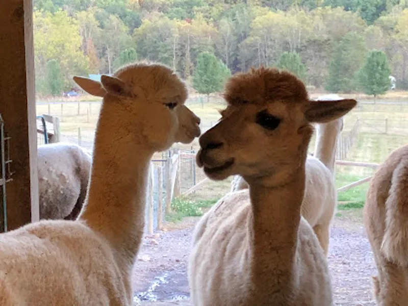West Virginia Alpacas