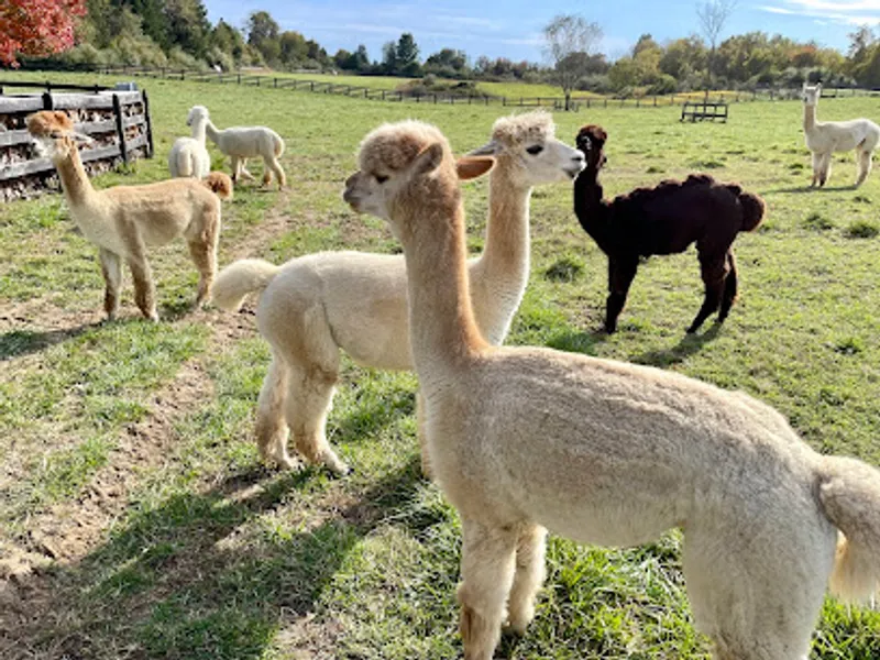 Earth Wind And Fleece