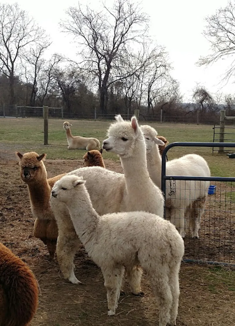 Double 8 Alpaca Ranch