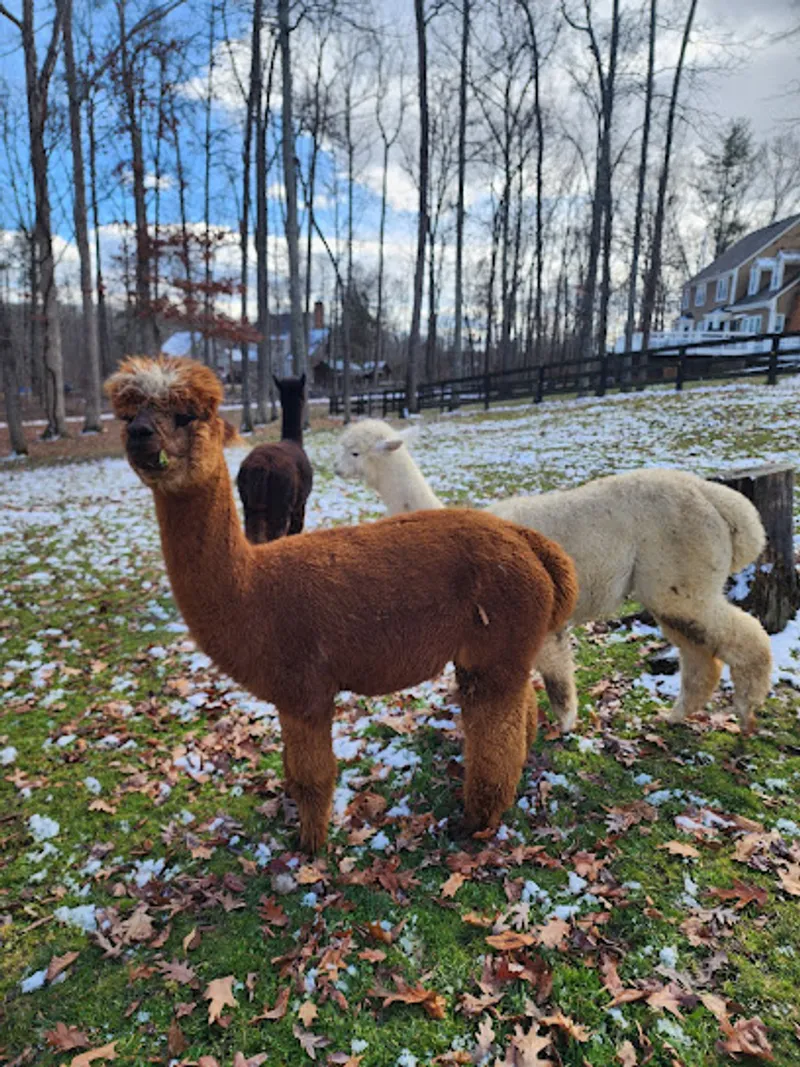 Kathryn Rose Alpaca Farm
