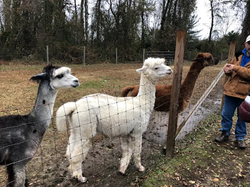Jersey Shore Alpacas