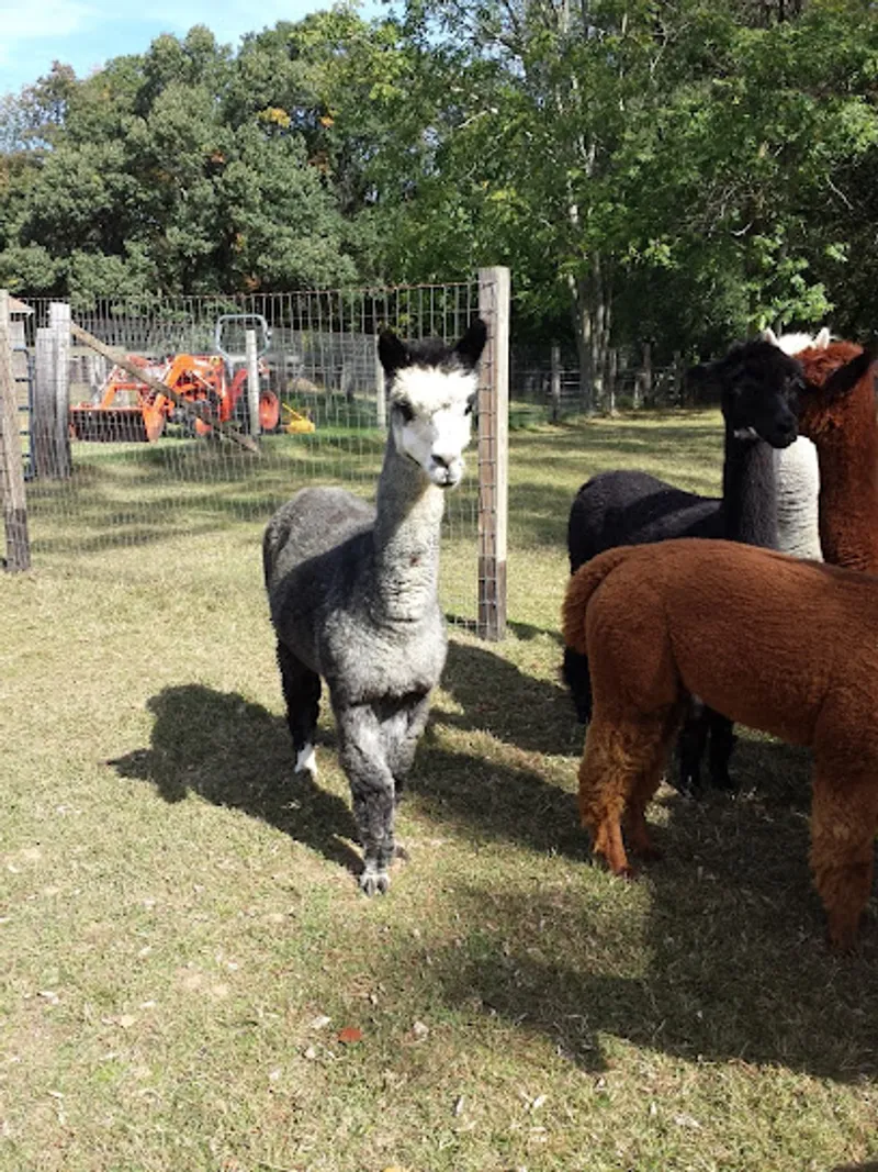 CEDAR LANE ALPACAS FARM STORE