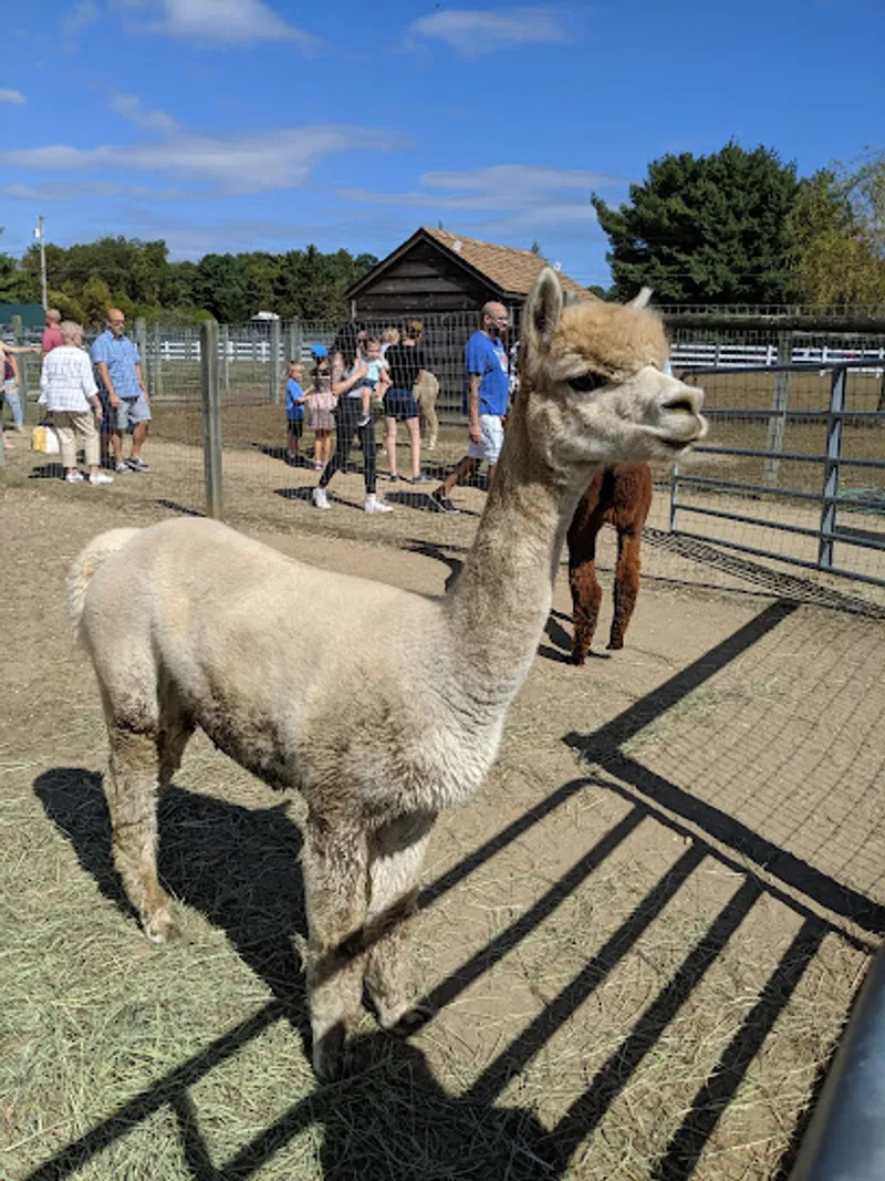 Arrow Acres Alpaca Farm