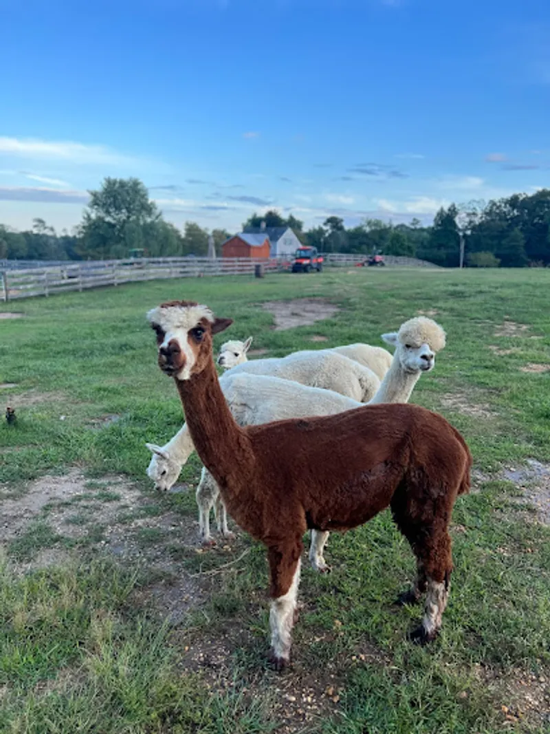 Alpacas on Allaire