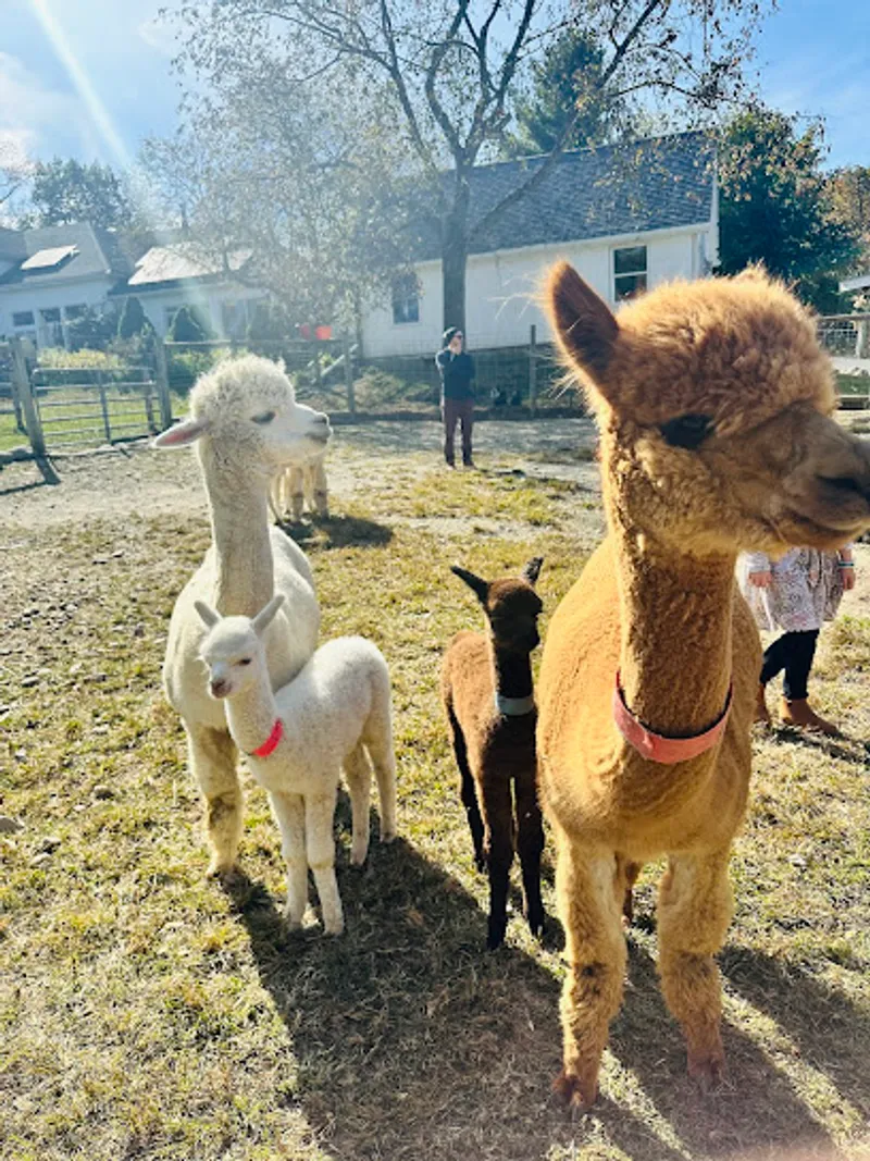 Shalimar Alpacas Farm