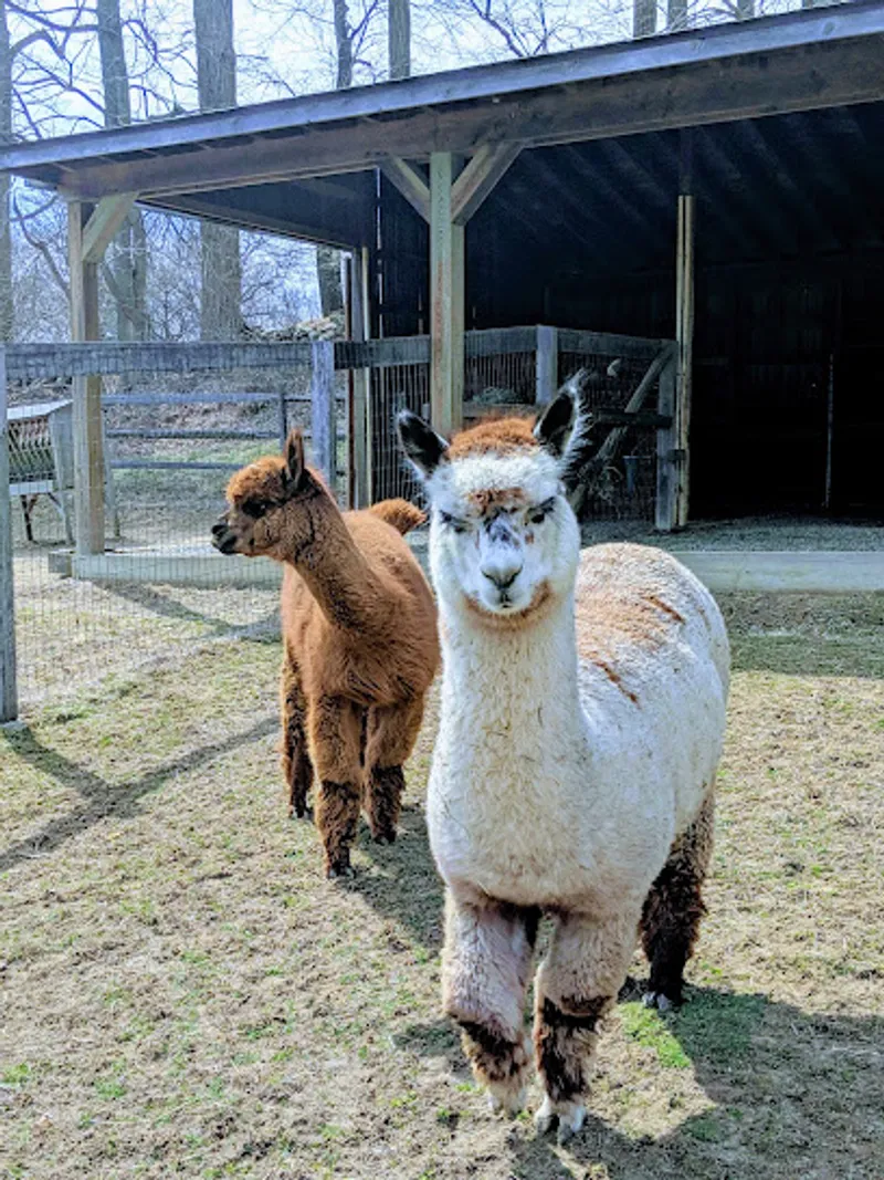 Faraway Farm Alpacas