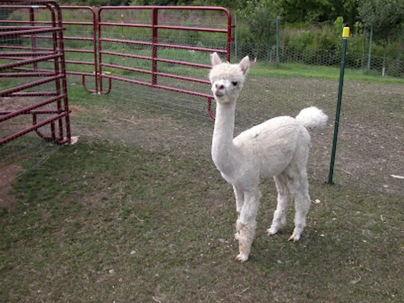 Our Fathers Farm (Alpacas)
