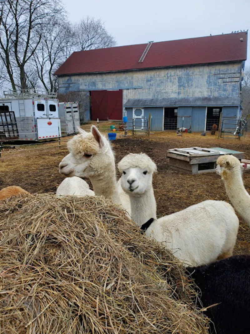 Hidden Pastures Luxury Fiber Farm