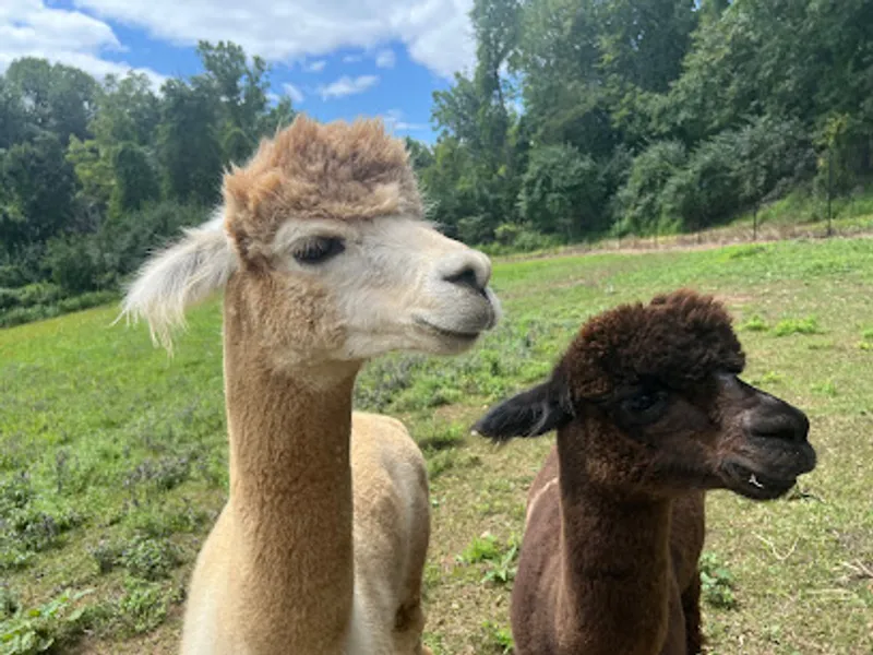 Pequest Cut-Off Farm LLC