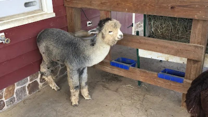 Bluebird Farm Alpacas