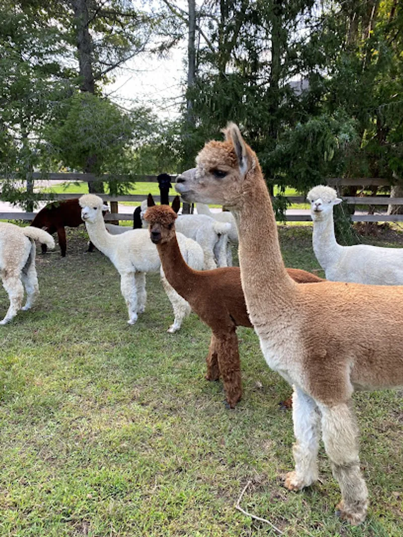C1 Farms