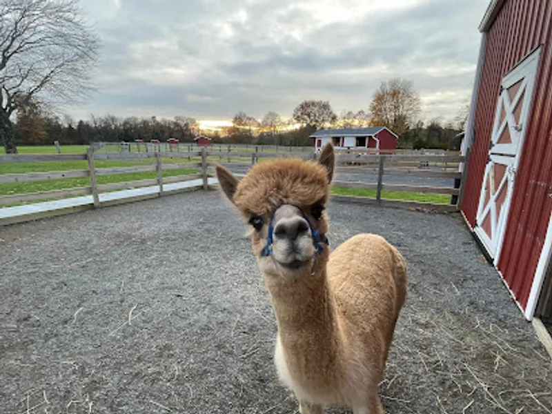 Hidden Spring Lavender & Alpaca Farm