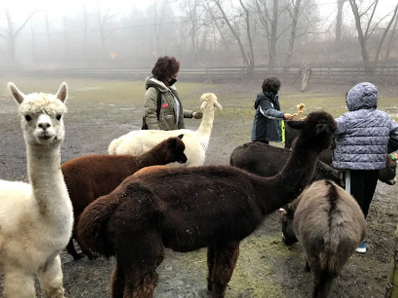 L' Eredita di Favale Alpacas And Barn Store