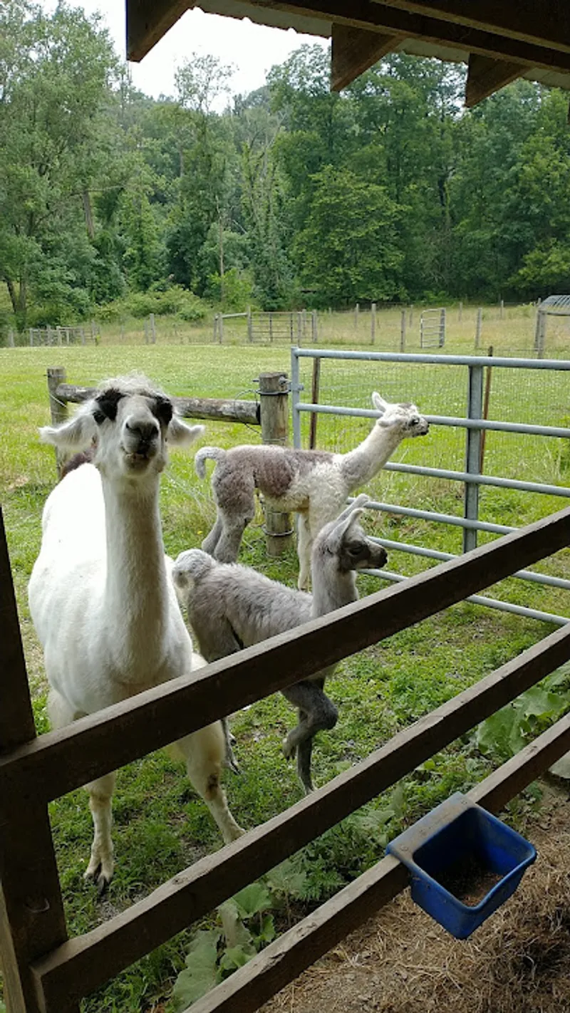 Almosta Ranch Alpacas