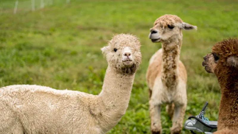 Bent Limb Farm LLC