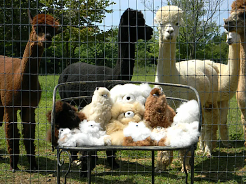 Graystone Ridge Alpacas