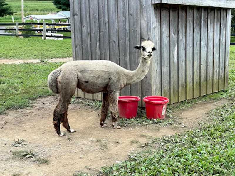 The Li'l Country Store & Miniature Horse Farm