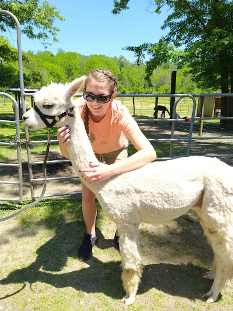 Robin Gilmore's Illusion Ranch Alpacas