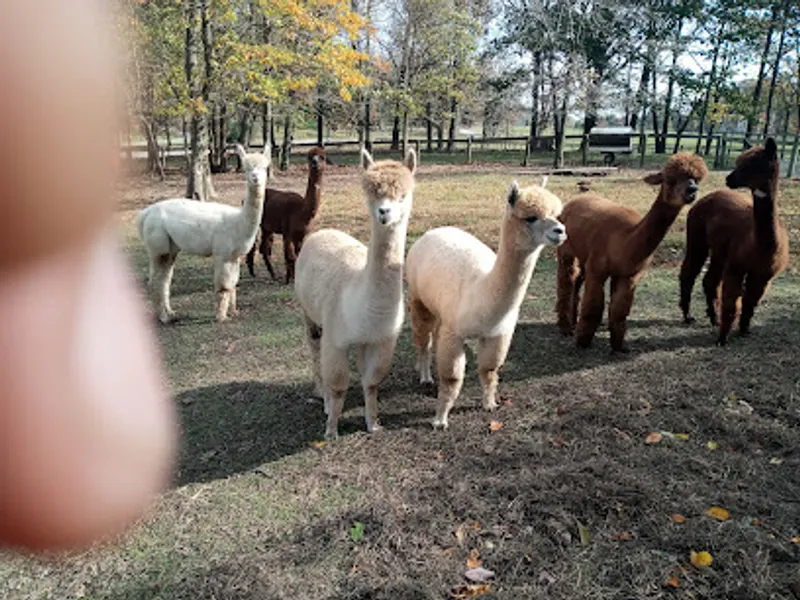 Silkie's Farm - a sustainable alpaca breeding farm